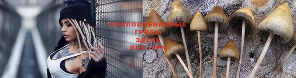мдпв Богданович
